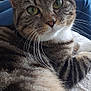 animal, cat, close_up, cozy, curious, cute, domestic_cat, fur, furniture, green_eyes, indoor, laying, mammal, pet, portrait, relaxed, shelf, soft_surface, tabby, whiskers