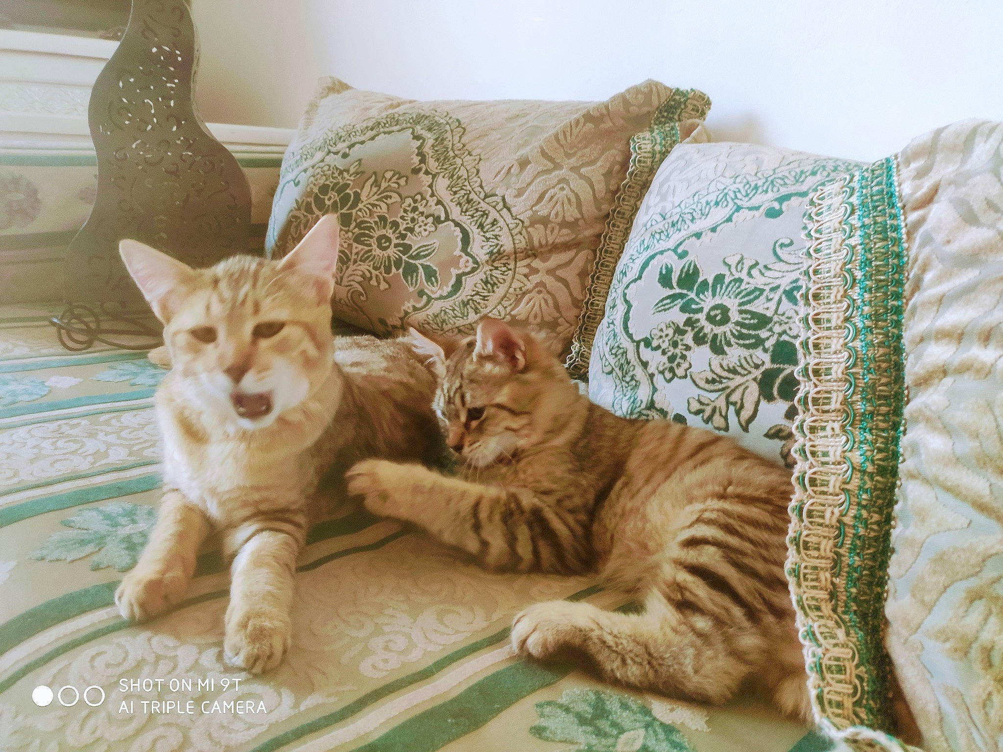 Pixies Bob participe au concours pour gagner de l'argent avec cette photo : arabian_mau, asian, australian_mist, bengal, carnivore, cat, cushion, domestic_short_haired_cat, dragon_li, european_shorthair, fawn, felidae, fur, kitten, mammal, ocicat, pillow, small_to_medium_sized_cats, tabby_cat, whiskers