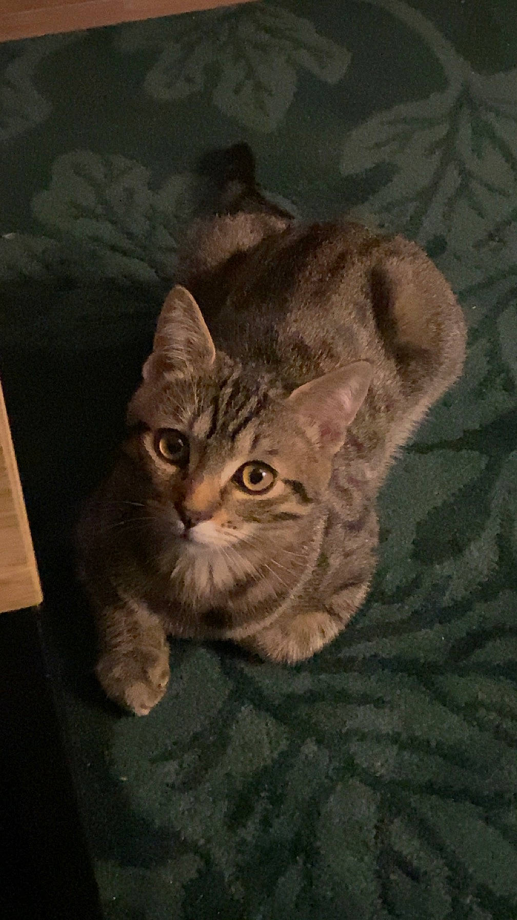 Gaufrette a rejoint le concours — aidez-le/la à gagner de superbes lots ! art, carnivore, cat, domestic_short_haired_cat, eye, felidae, fur, grey, head, pattern, paw, small_to_medium_sized_cats, snout, tail, terrestrial_animal, visual_arts, whiskers, wildlife, window, wood