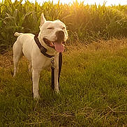 Diego participe au concours pour gagner de l'argent avec cette photo : dog, white_dog, grass, field, sunlight, sunset, happy, tongue_out, outdoor, nature, greenery, collar, leash, pet, canine, summer, warm_light, smiling, standing, animal