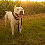 dog, white_dog, grass, field, sunlight, sunset, happy, tongue_out, outdoor, nature, greenery, collar, leash, pet, canine, summer, warm_light, smiling, standing, animal