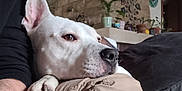 Diego a rejoint le concours — aidez-le/la à gagner de superbes lots ! dog, white_dog, pet, indoor, resting, close_up, paw, lap, person, black_sleeve, cozy, home, plants, decor, shelf, brown_nose, ear, fur, relaxed, companion