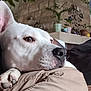 dog, white_dog, pet, indoor, resting, close_up, paw, lap, person, black_sleeve, cozy, home, plants, decor, shelf, brown_nose, ear, fur, relaxed, companion