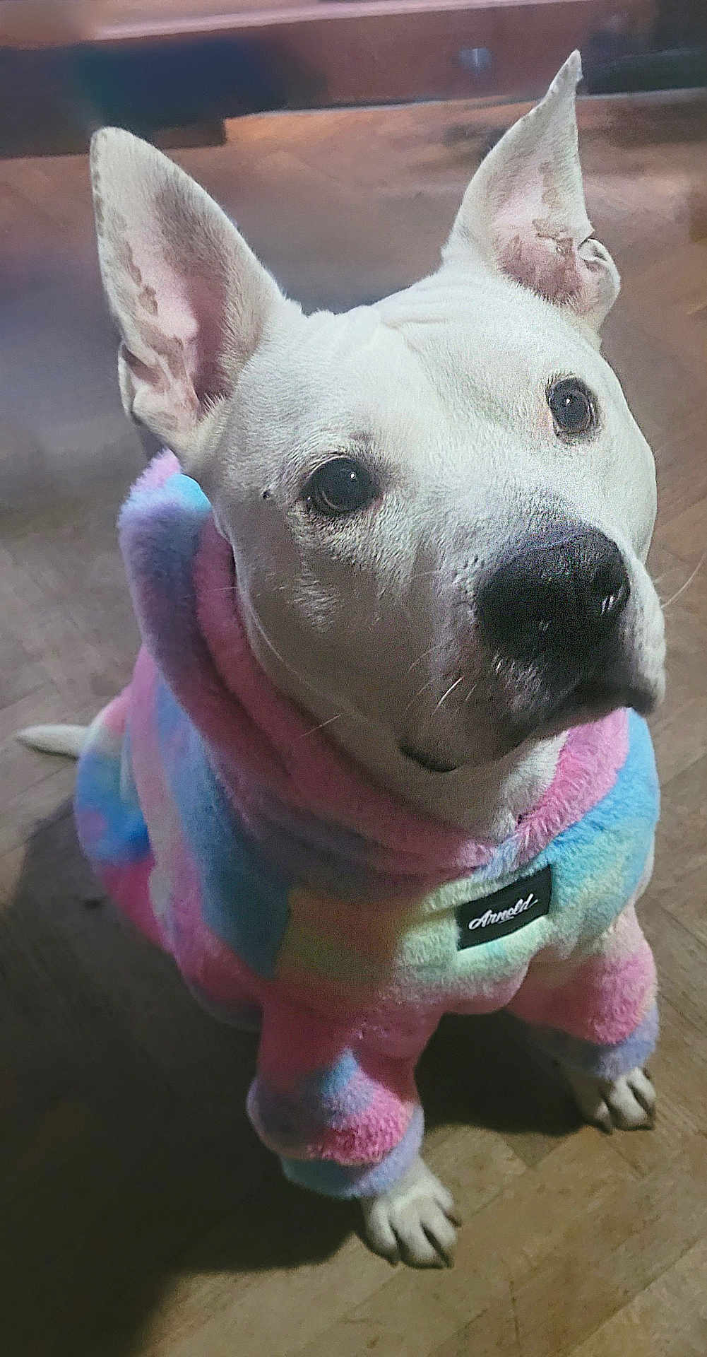 Diego a rejoint le concours — aidez-le/la à gagner de superbes lots ! dog, white_dog, pastel_hoodie, fuzzy_clothing, pet, indoor, floor, looking_up, ears_up, cute, cozy, animal, canine, apparel, fashion, portrait, sitting, fur, domestic_dog, adorable