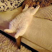 Polochon participe au concours pour gagner de l'argent avec cette photo : animal, carpet, cat, couch, cozy, cute, domestic_animal, feline, fluffy, furniture, home, indoor, pet, pillow, relaxed, resting, sleeping, soft_texture, stretching, white_cat