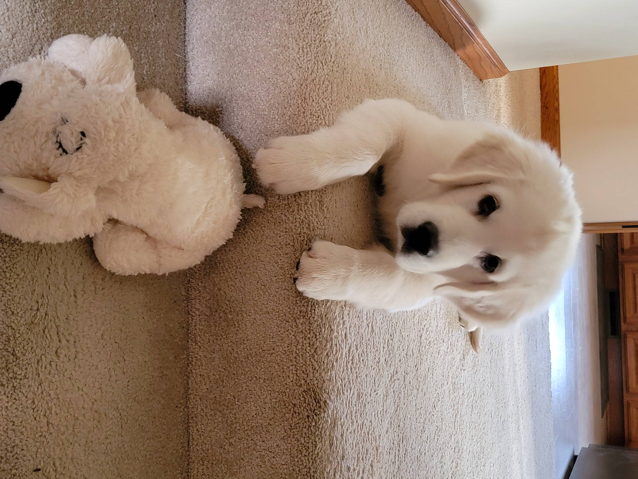 George joined the competition — help win amazing prizes! carnivore, comfort, companion_dog, dog, dog_breed, fawn, fur, head, nose, plush, room, snout, stuffed_toy, tail, teddy_bear, toy, whiskers, white, wood, working_animal