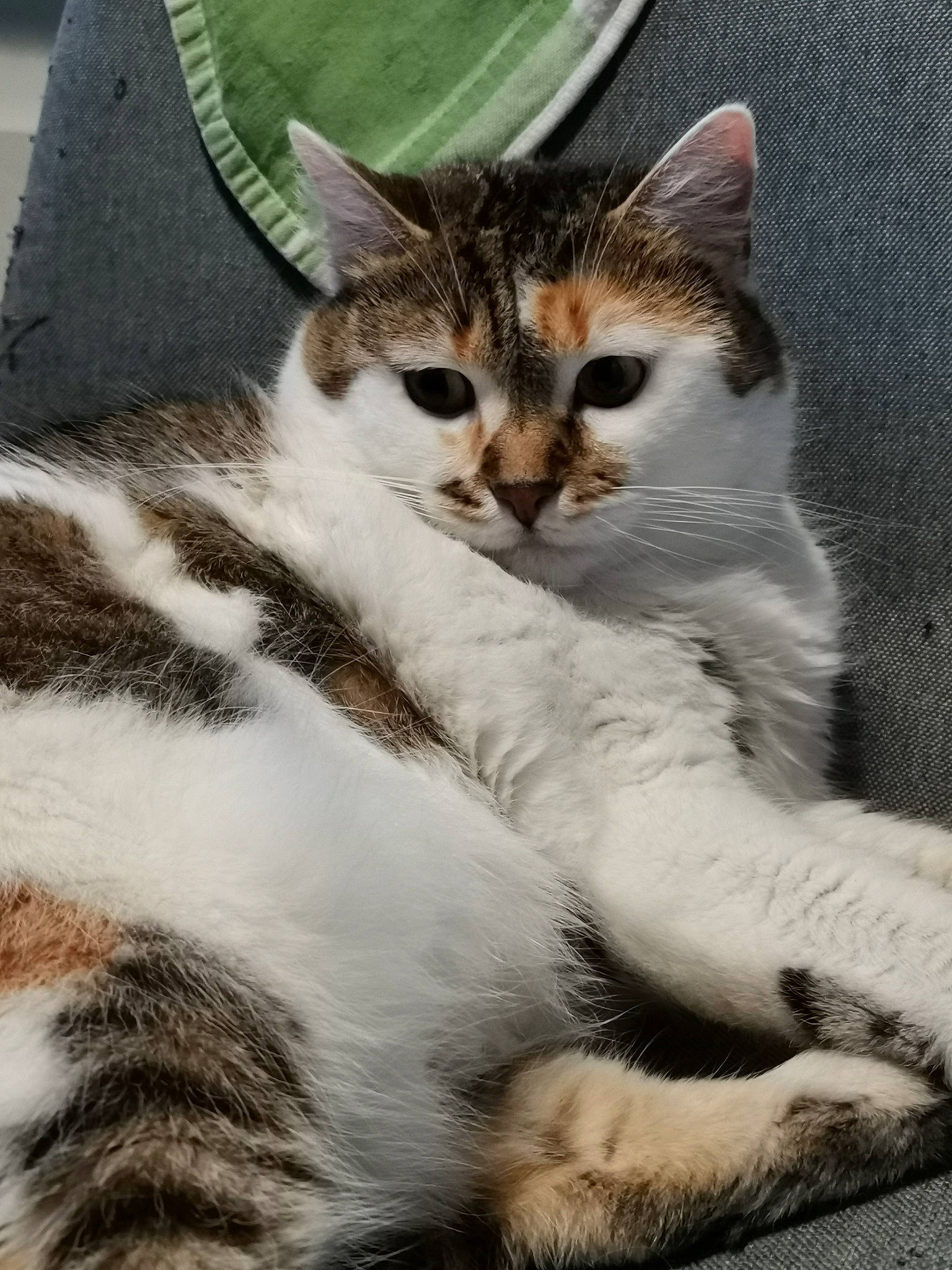 Jules participe au concours pour gagner de l'argent avec cette photo : carnivore, cat, claw, comfort, domestic_short_haired_cat, felidae, fur, nap, paw, small_to_medium_sized_cats, snout, tail, terrestrial_animal, whiskers