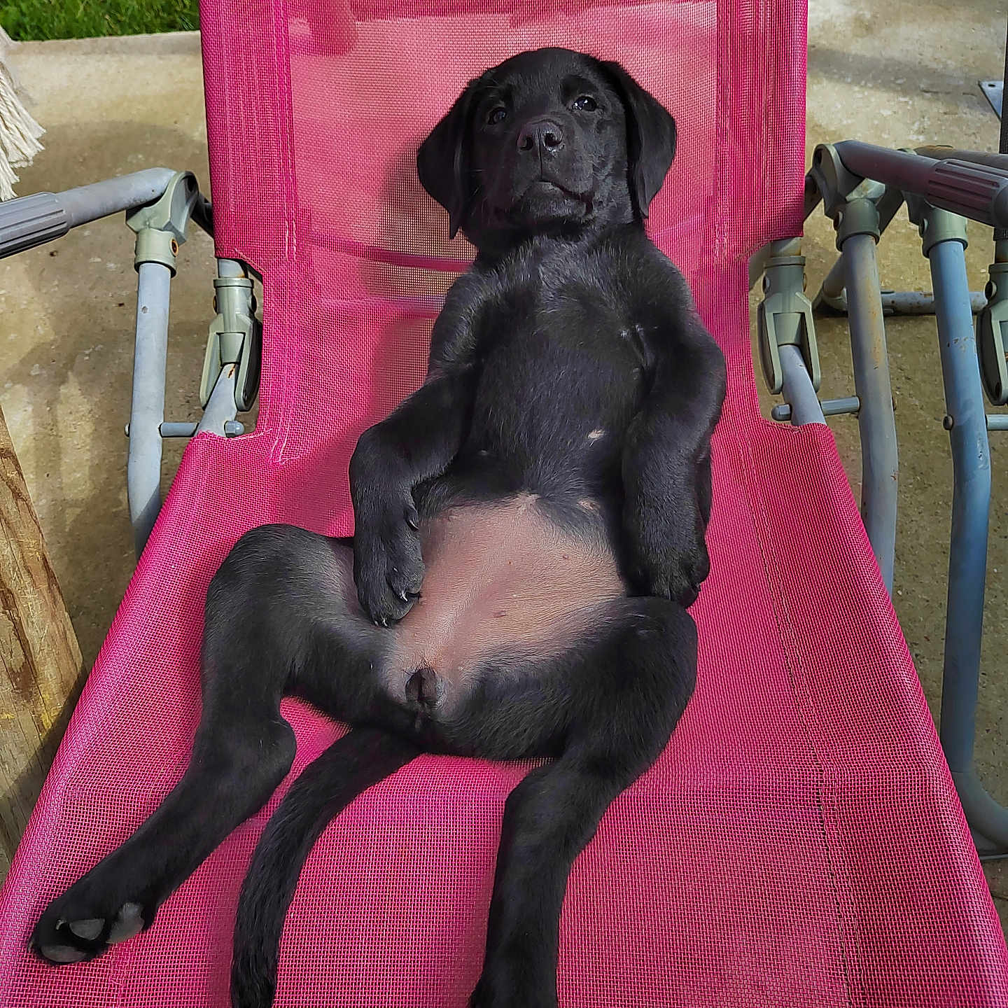 Vicky participe au concours pour gagner de l'argent avec cette photo : animal, armchair, canine, chair, couch, cushion, dog, furniture, grass, homedecor, hound, labradorretriever, pet, plant, pointer, puppy, slide, summer, toy, wood