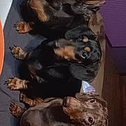 Vanille Violette participe au concours pour gagner de l'argent avec cette photo : animal, black, brown, canine, companion, cozy, curious, cute, dachshund, dog, domestic, ears, floor, indoor, looking_up, pet, puppy, short_hair, sitting, three_dogs