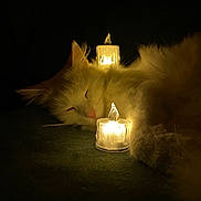 Yuki a rejoint le concours — aidez-le/la à gagner de superbes lots ! altar, angora, animal, architecture, birthdaycake, building, cake, candle, cat, cream, dessert, fire, flame, flare, food, lamp, lampshade, light, lighting, pet