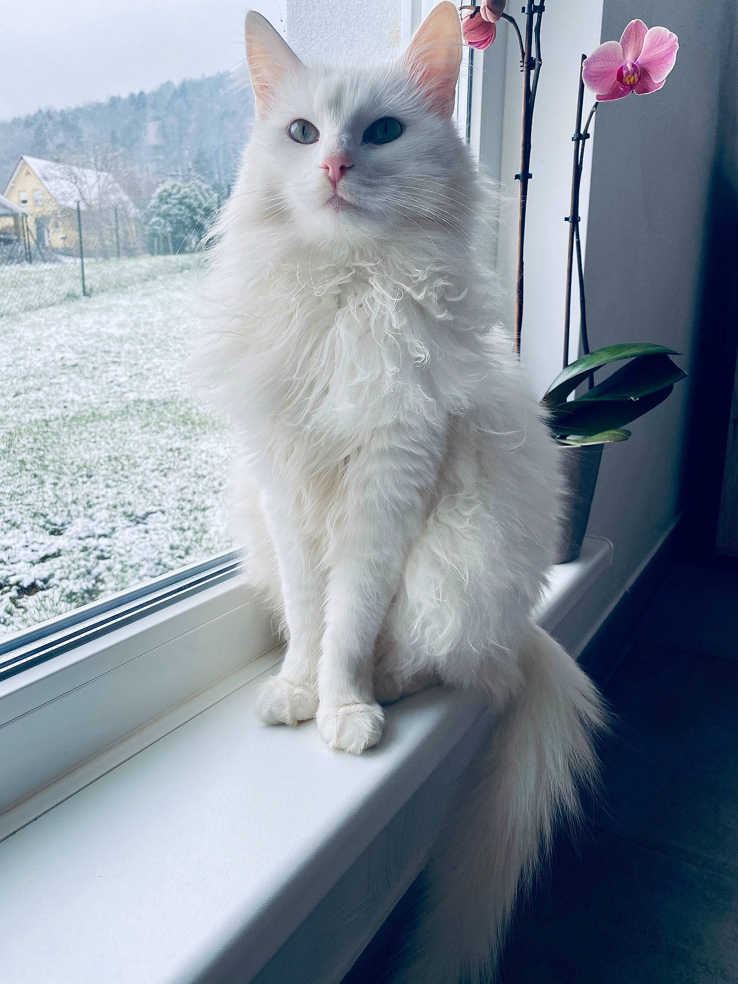 Yuki a rejoint le concours — aidez-le/la à gagner de superbes lots ! angora, animal, cat, flower, flowerarrangement, kitten, manx, pet, plant, window, windowsill