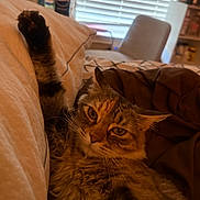 Biscuit joined the competition — help win amazing prizes! cat, tabby_cat, paw, bed, blanket, feline, indoor, cozy, relaxed, fur, whiskers, pet, animal, resting, closeup, face, expression, home, window, chair