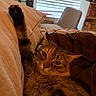 cat, tabby_cat, paw, bed, blanket, feline, indoor, cozy, relaxed, fur, whiskers, pet, animal, resting, closeup, face, expression, home, window, chair