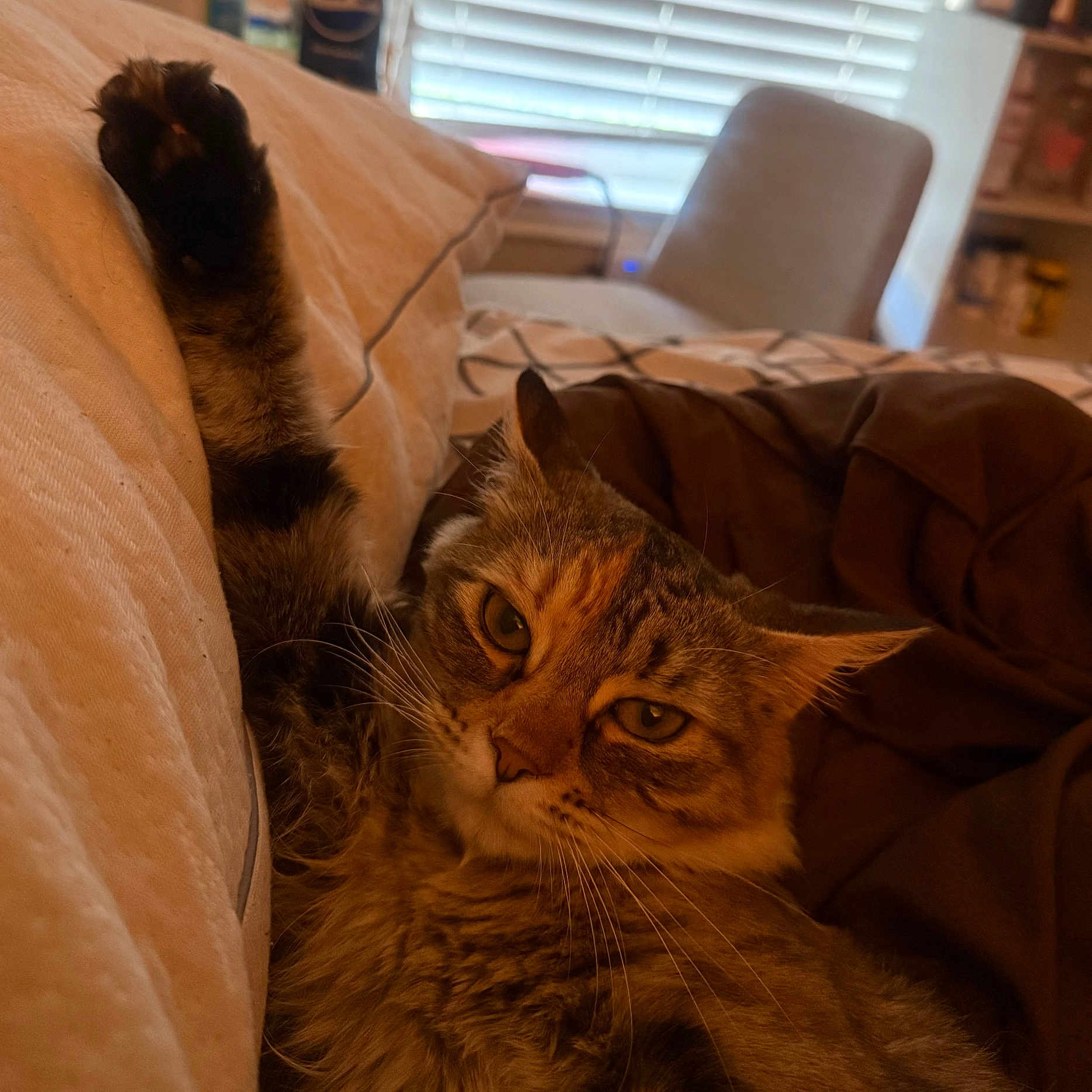 Biscuit