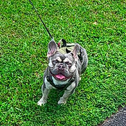 Blue is registered to the contest to win money with this photo: dog, french_bulldog, grass, leash, outdoor, pet, canine, happy, tongue_out, walk, greenery, animal, mammal, standing, summer, daylight, closeup, cute, playful, nature