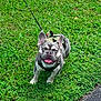dog, french_bulldog, grass, leash, outdoor, pet, canine, happy, tongue_out, walk, greenery, animal, mammal, standing, summer, daylight, closeup, cute, playful, nature