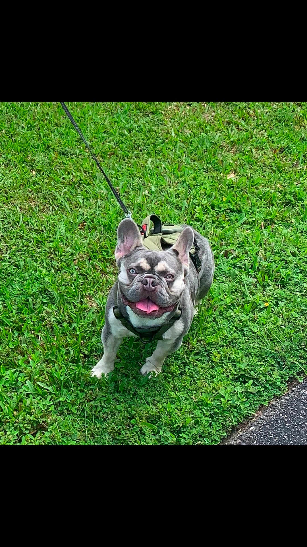Blue is registered to the contest to win money with this photo: dog, french_bulldog, grass, leash, outdoor, pet, canine, happy, tongue_out, walk, greenery, animal, mammal, standing, summer, daylight, closeup, cute, playful, nature