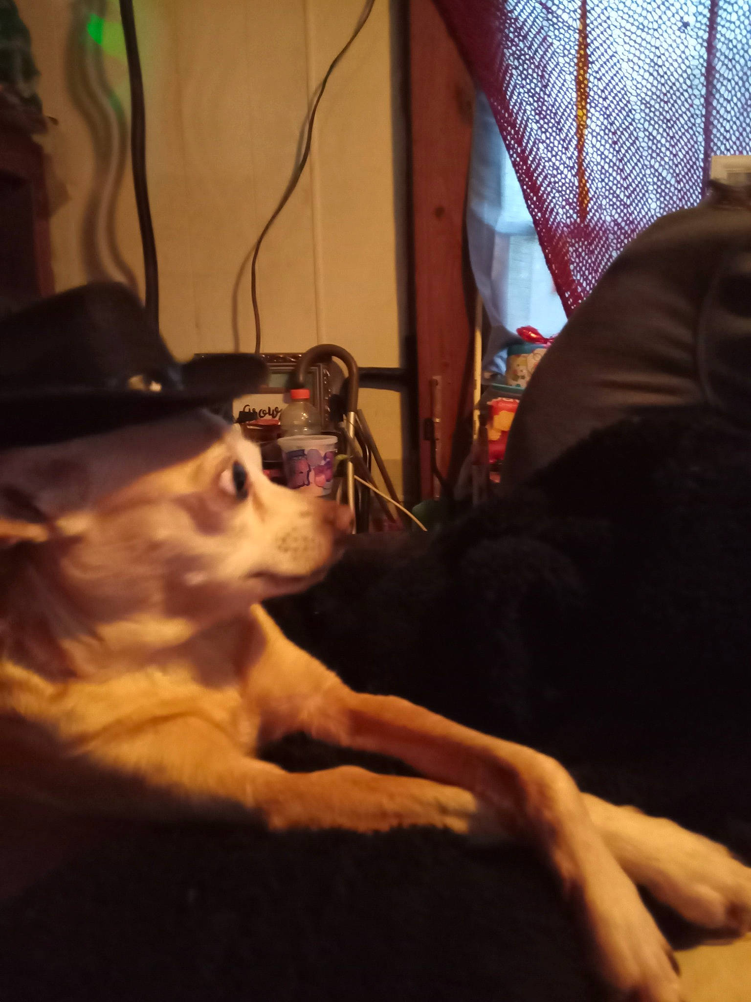 Teak joined the competition — help win amazing prizes! abdomen, carnivore, comfort, companion_dog, curtain, darkness, dog, dog_breed, ear, eyewear, fawn, felidae, fur, small_to_medium_sized_cats, snout, tail, tints_and_shades, toy_dog, whiskers, window