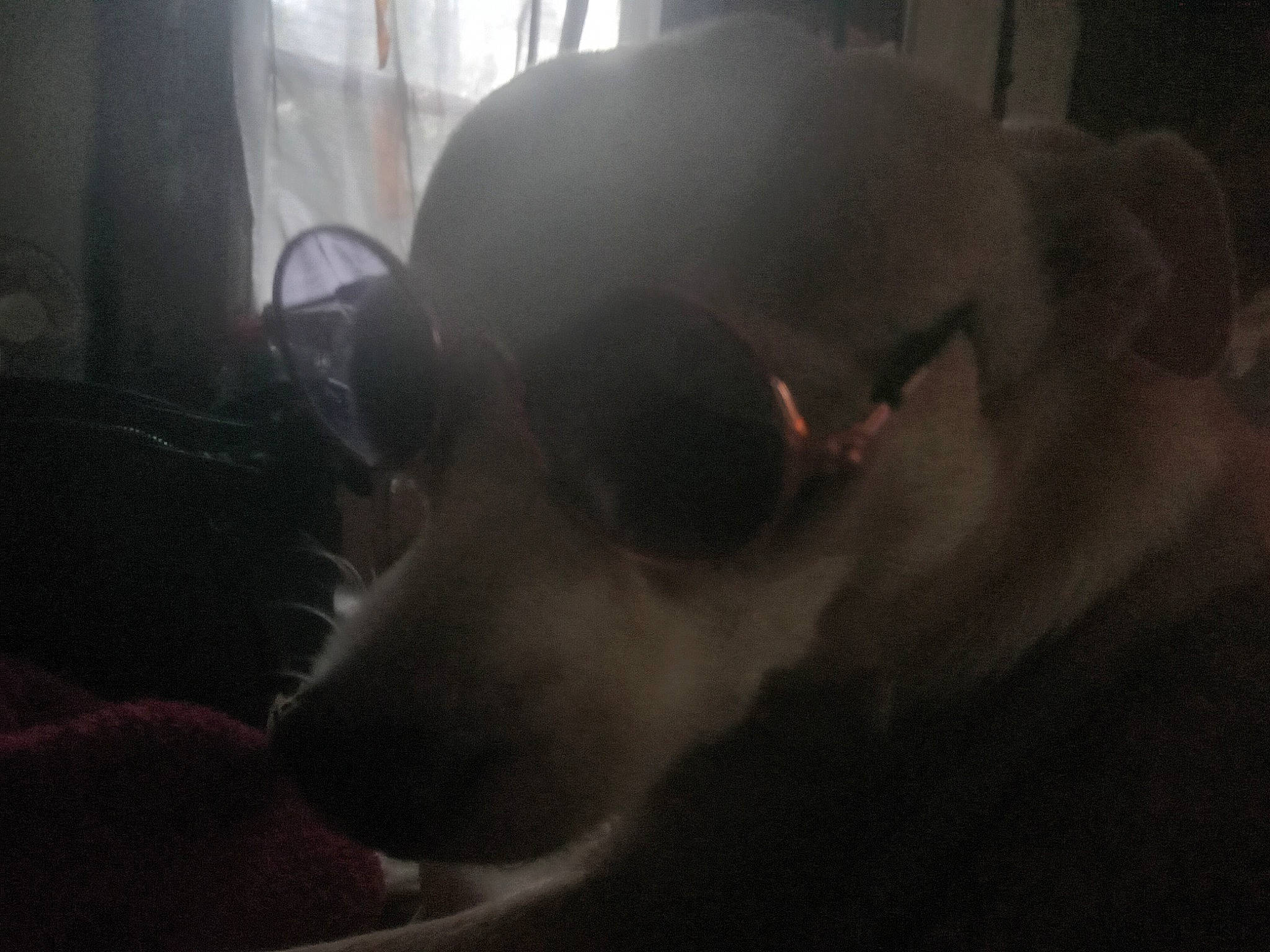 Teak is registered to the contest to win money with this photo: bone, canidae, carnivore, companion_dog, darkness, dog, dog_breed, ear, eyewear, flash_photography, fur, goggles, jaw, personal_protective_equipment, smoke, snout, sporting_group, sunglasses, vision_care, whiskers