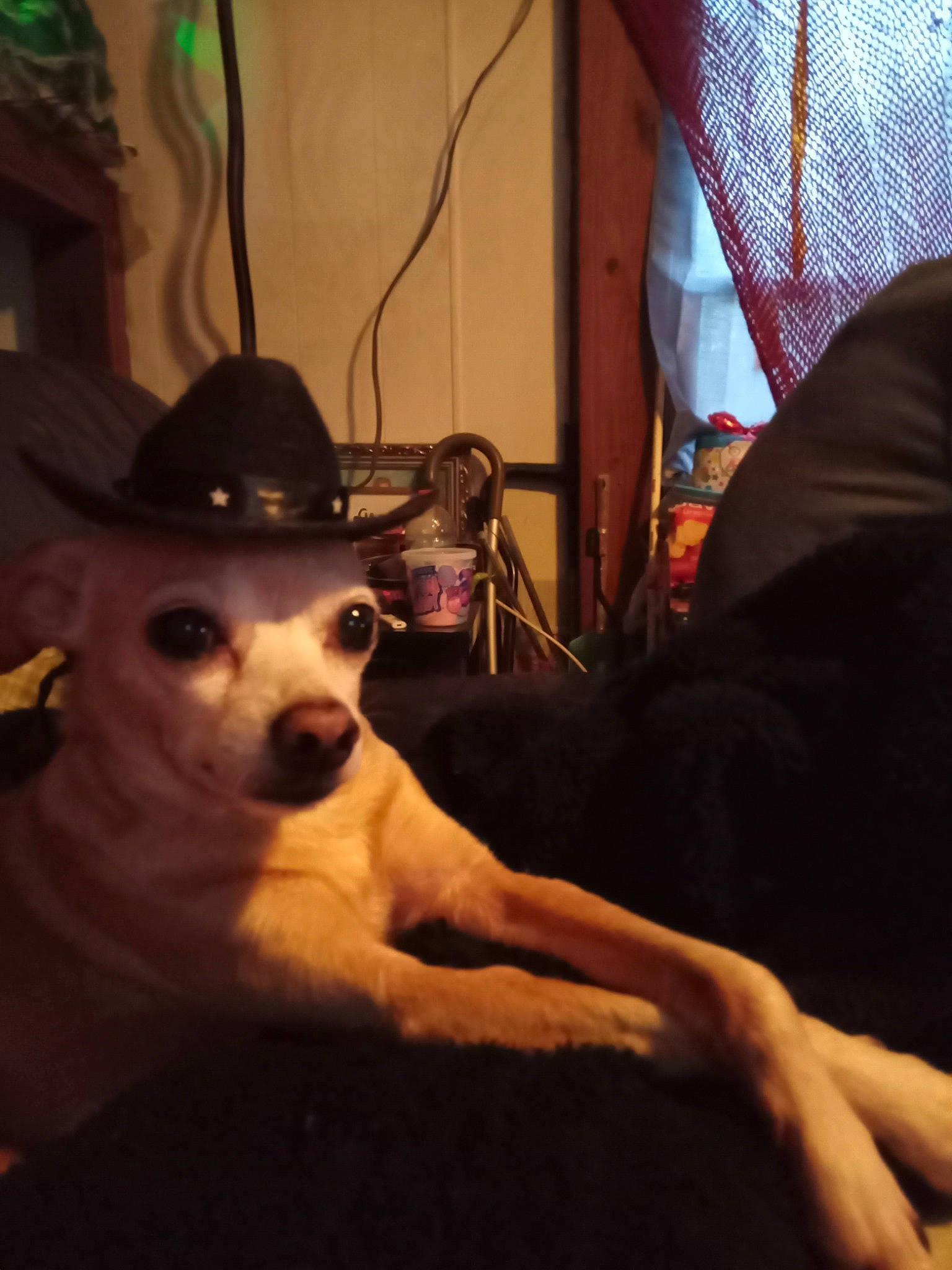 Teak joined the competition — help win amazing prizes! canidae, carnivore, chair, comfort, companion_dog, couch, curtain, dog, dog_breed, eyewear, fawn, felidae, fur, sitting, small_to_medium_sized_cats, snout, sporting_group, table, toy_dog, whiskers