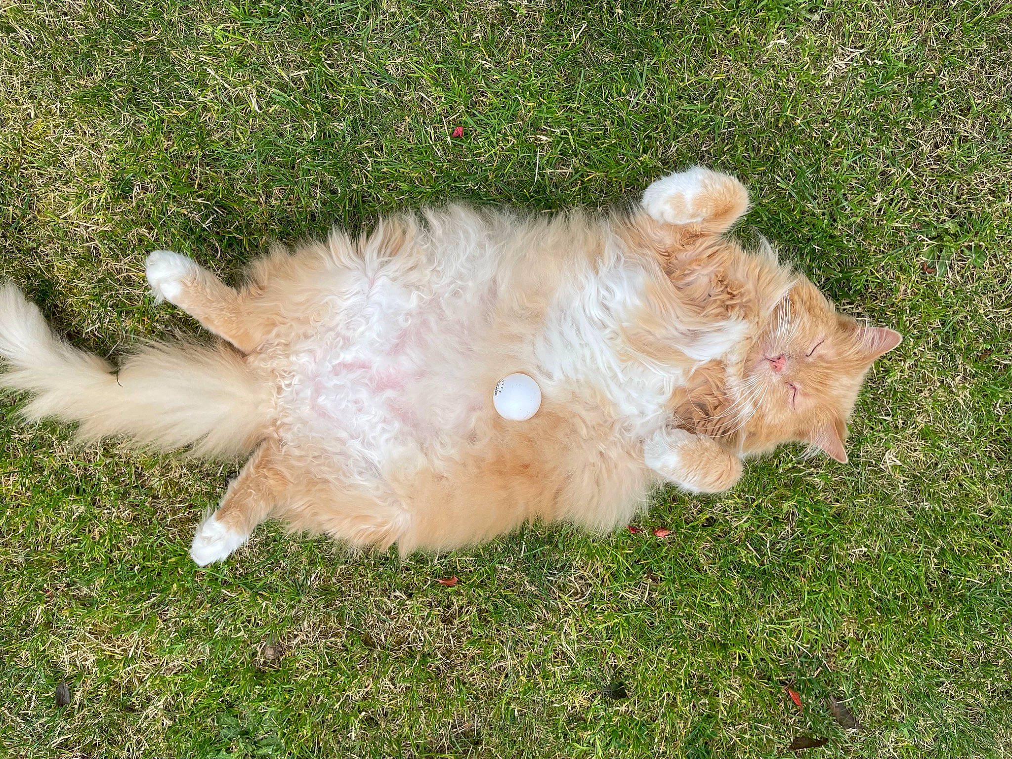 Cipi a rejoint le concours — aidez-le/la à gagner de superbes lots ! ball, canidae, carnivore, cat, companion_dog, dog_breed, fawn, felidae, fur, grass, paw, plant, small_to_medium_sized_cats, tail, whiskers, wing