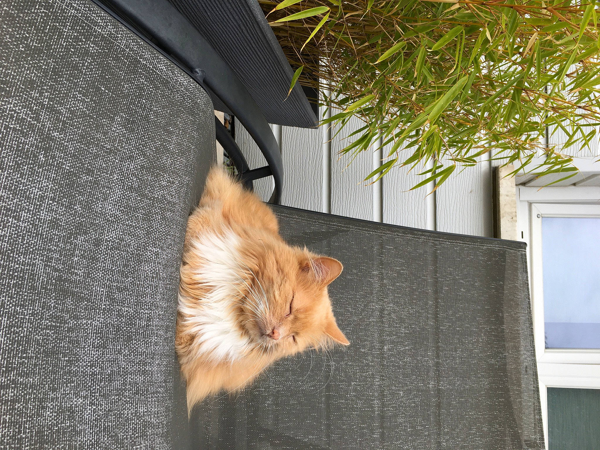 Cipi a rejoint le concours — aidez-le/la à gagner de superbes lots ! carnivore, cat, companion_dog, dog_breed, facade, fawn, felidae, fur, grass, house, plant, road_surface, small_to_medium_sized_cats, tail, tree, trunk, twig, whiskers, window, wood