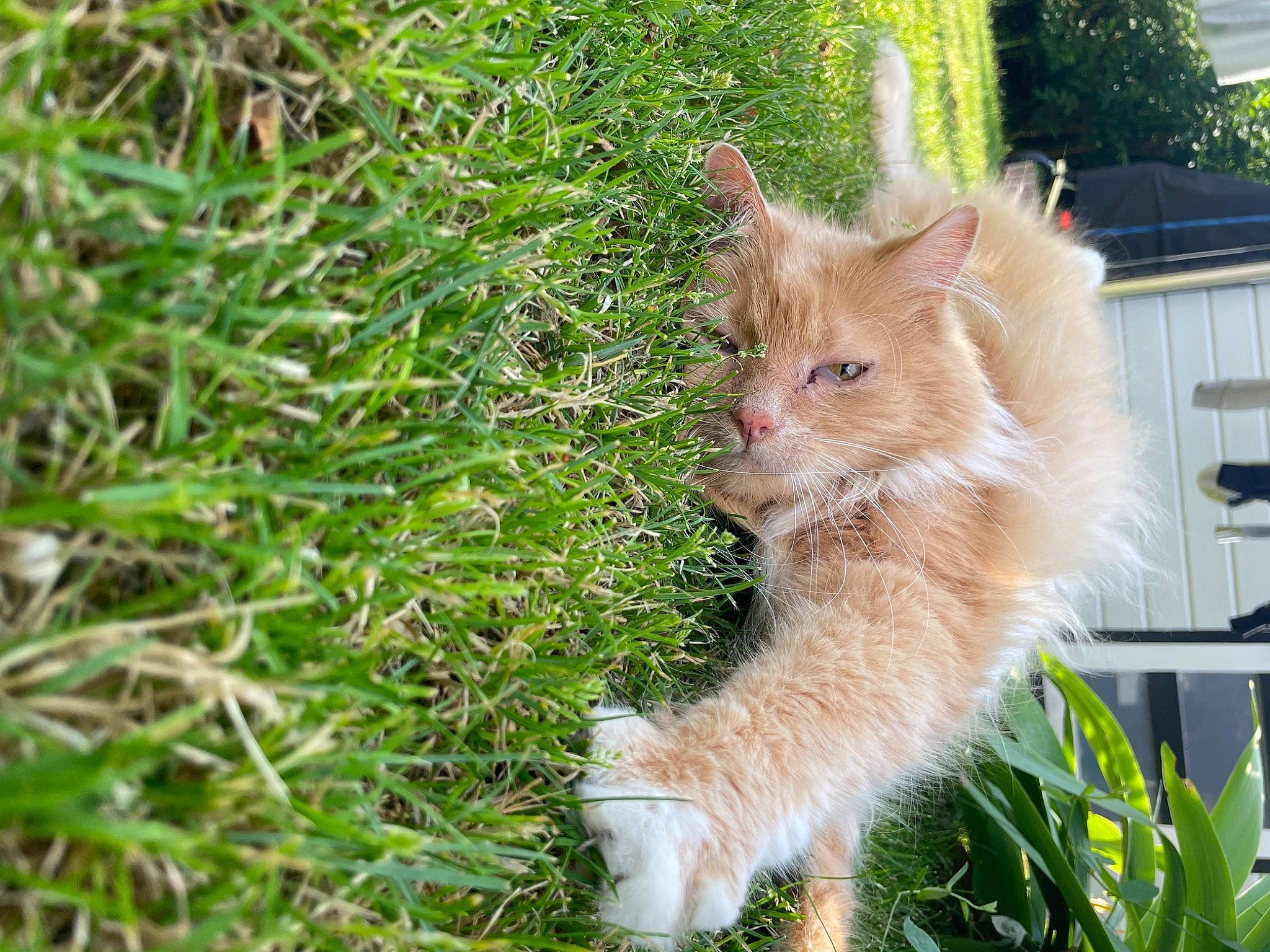Cipi participe au concours pour gagner de l'argent avec cette photo : canidae, carnivore, cat, domestic_short_haired_cat, fawn, felidae, fur, grass, groundcover, plant, small_to_medium_sized_cats, tail, terrestrial_animal, tree, whiskers, window, wood