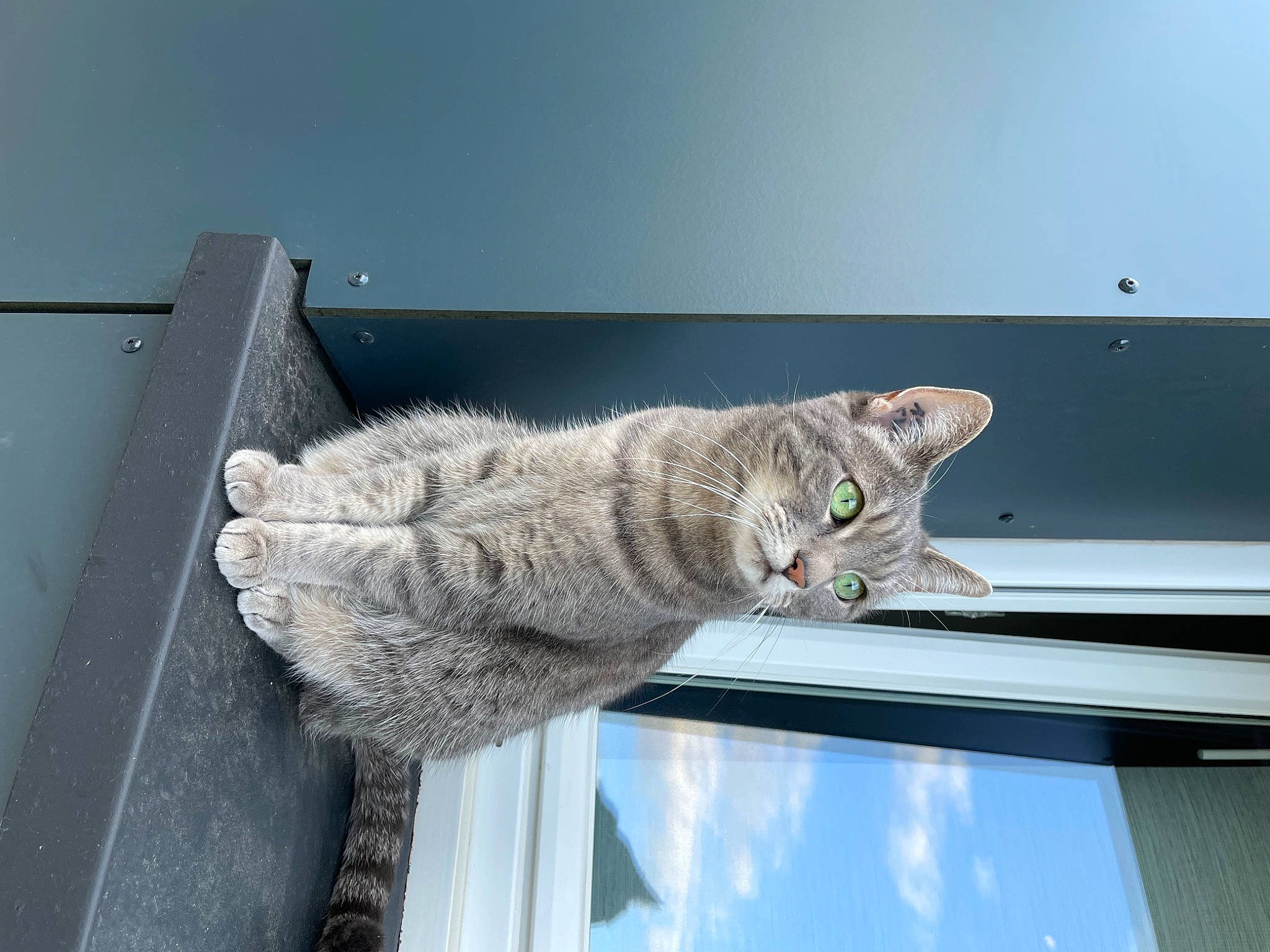 Ina participe au concours pour gagner de l'argent avec cette photo : carnivore, cat, domestic_short_haired_cat, felidae, fur, grey, paw, roof, small_to_medium_sized_cats, snout, tail, whiskers, window, wood