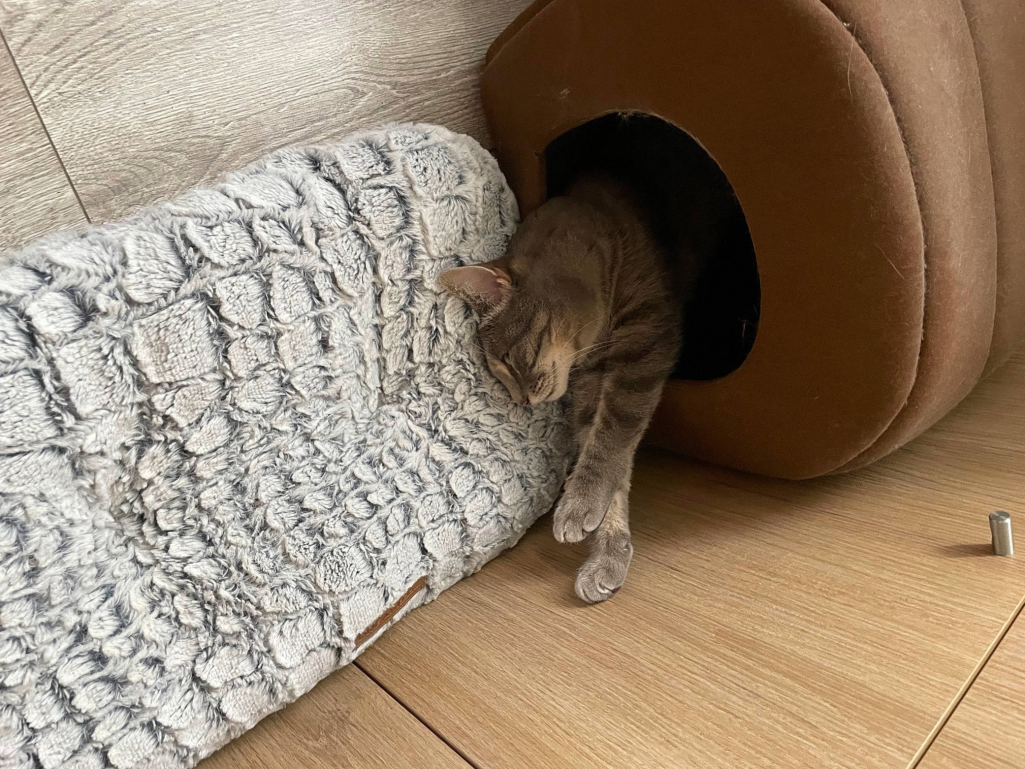 Ina a rejoint le concours — aidez-le/la à gagner de superbes lots ! automotive_tire, cat, comfort, couch, door, felidae, fender, floor, flooring, grey, hardwood, linens, pattern, room, small_to_medium_sized_cats, stairs, tail, whiskers, wood, wood_flooring