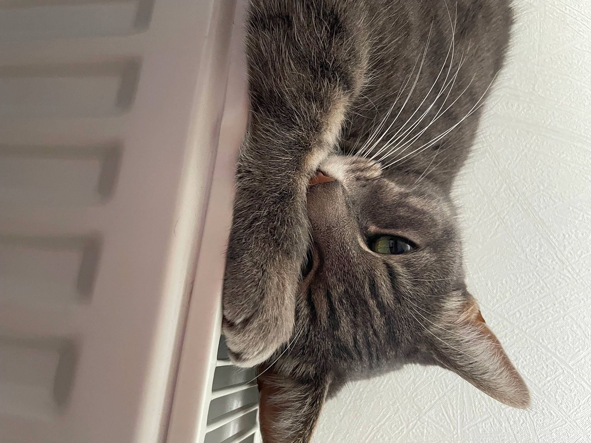 Ina a rejoint le concours — aidez-le/la à gagner de superbes lots ! carnivore, cat, claw, domestic_short_haired_cat, ear, eye, eyelash, felidae, fur, grey, hand, monochrome, monochrome_photography, moustache, paw, small_to_medium_sized_cats, snout, tail, whiskers