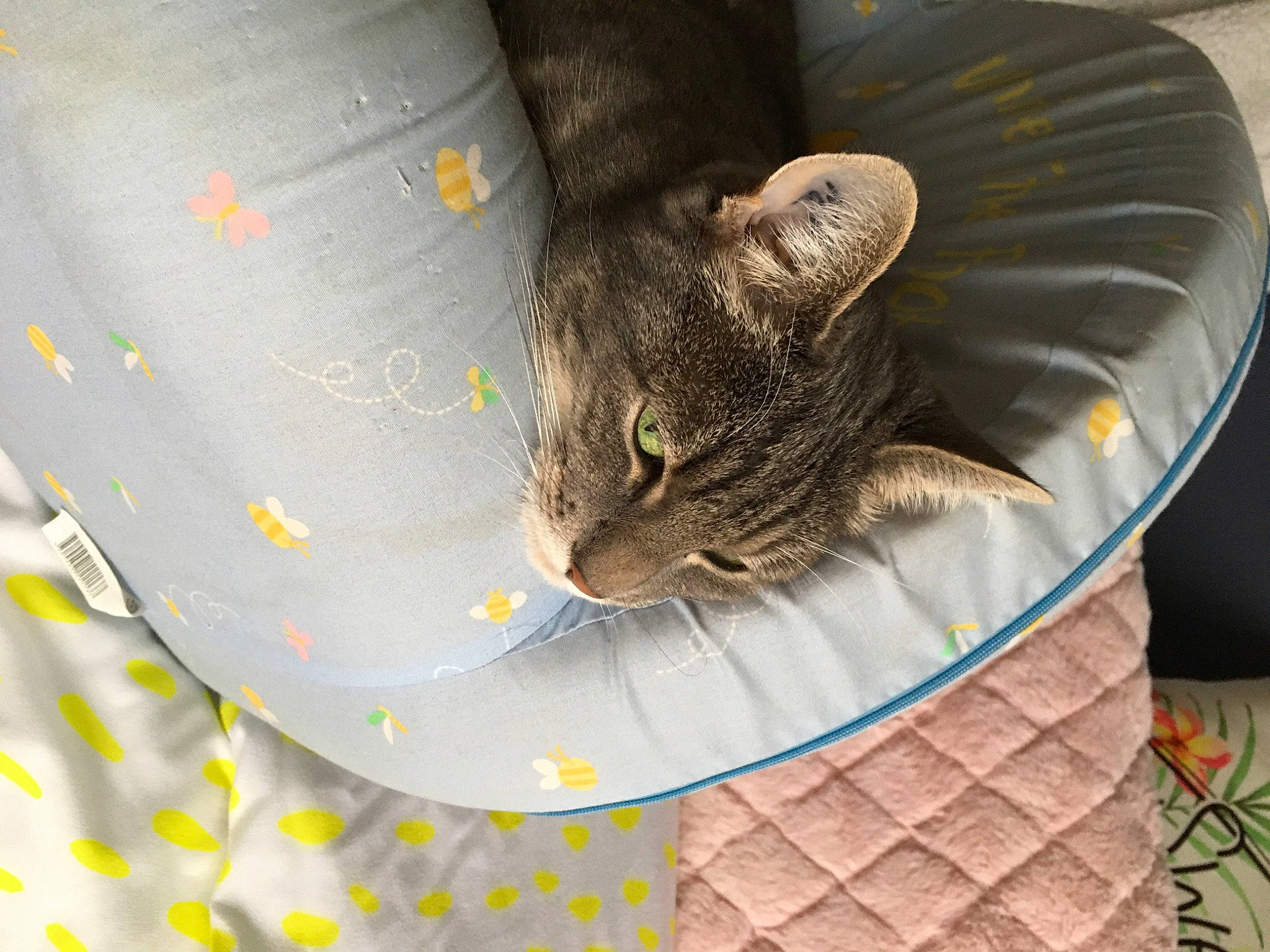 Ina participe au concours pour gagner de l'argent avec cette photo : basket, carnivore, cat, cat_supply, claw, comfort, domestic_short_haired_cat, felidae, fur, grass, linens, nap, pattern, plant, small_to_medium_sized_cats, tail, tree, twig, whiskers, wicker