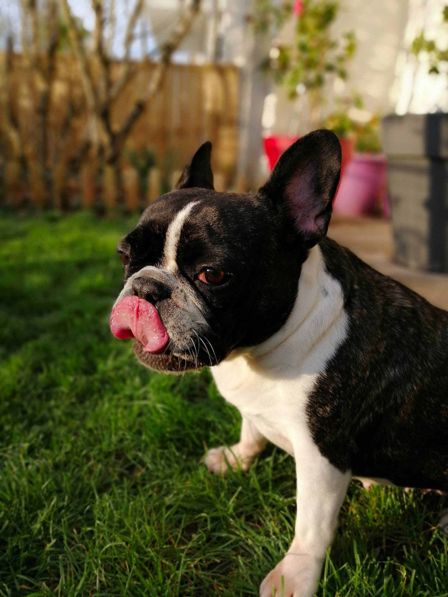 Jaja a rejoint le concours — aidez-le/la à gagner de superbes lots ! boston_terrier, bulldog, canidae, carnivore, companion_dog, dog, dog_breed, fawn, french_bulldog, grass, mammal, molosser, non_sporting_group, plant, puppy, rare_breed_dog, snout, sporting_group, toy_bulldog, vertebrate