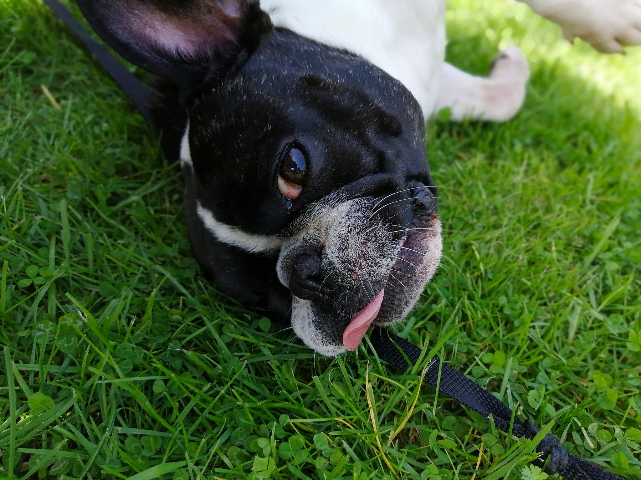 Jaja a rejoint le concours — aidez-le/la à gagner de superbes lots ! boston_terrier, bulldog, canidae, carnivore, companion_dog, dog, dog_breed, fawn, french_bulldog, grass, mammal, non_sporting_group, plant, puppy, rare_breed_dog, snout, sporting_group, toy_bulldog, vertebrate