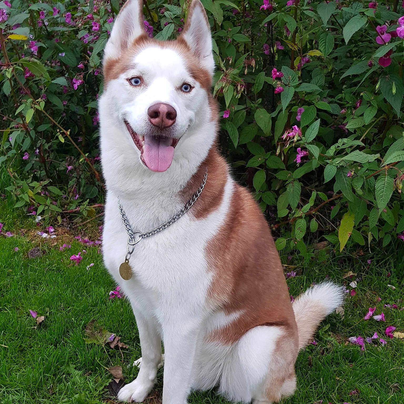 Kujo