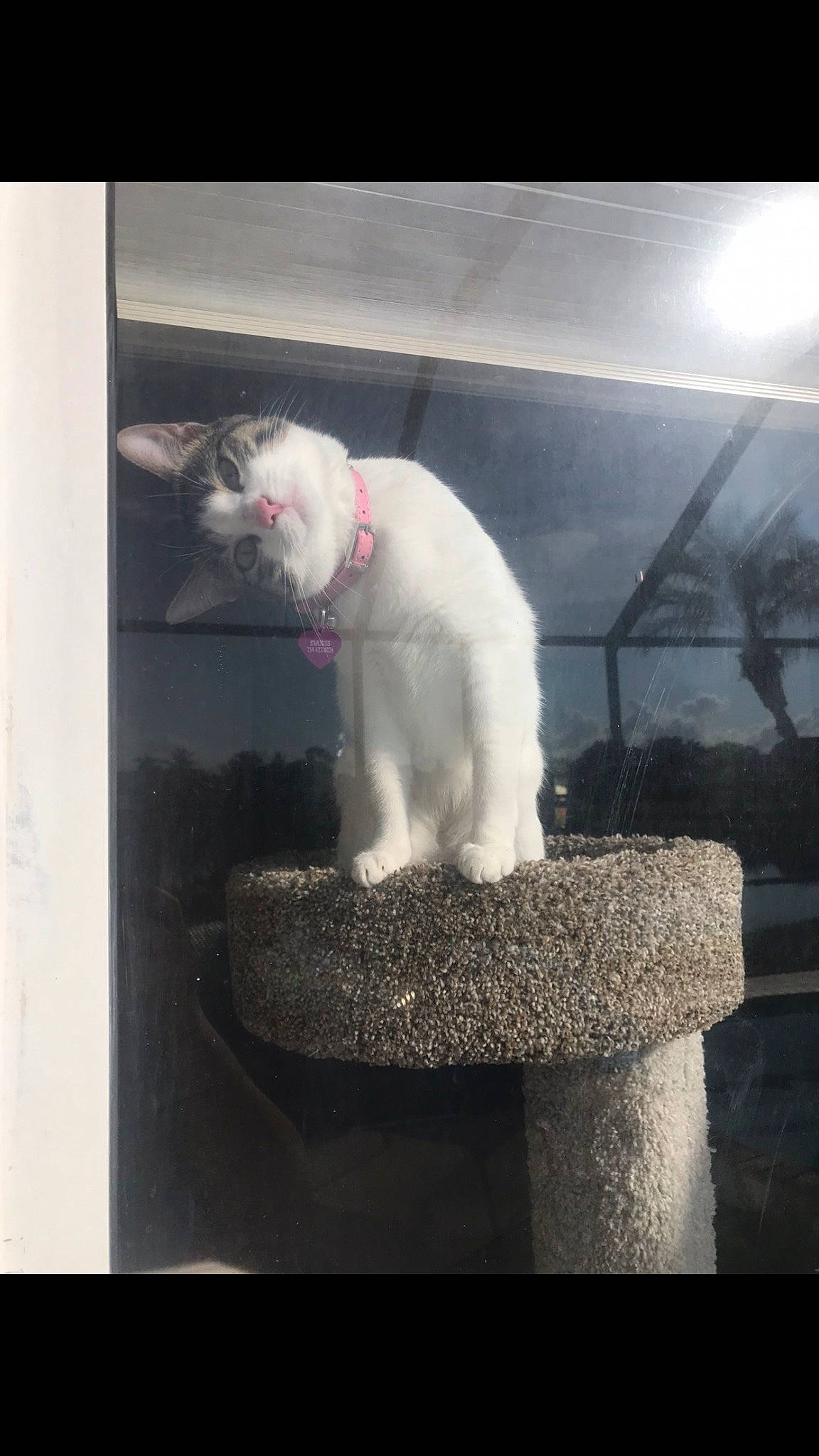 Smores is registered to the contest to win money with this photo: carnivore, cat, cat_supply, companion_dog, felidae, fur, gas, metal, paw, rectangle, room, small_to_medium_sized_cats, square, tail, tints_and_shades, whiskers