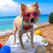 Bailee joined the competition — help win amazing prizes! dog, goggles, beach, sand, towel, blue_sky, ocean, water, pet, animal, summer, vacation, toy, ball, collar, outdoor, sunny, small_dog, cute, nature