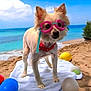 dog, goggles, beach, sand, towel, blue_sky, ocean, water, pet, animal, summer, vacation, toy, ball, collar, outdoor, sunny, small_dog, cute, nature