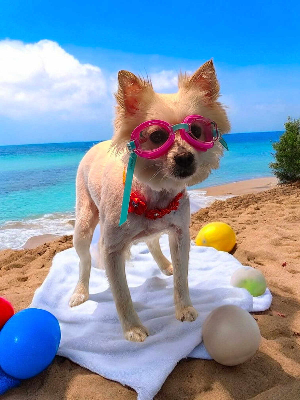 Bailee joined the competition — help win amazing prizes! dog, goggles, beach, sand, towel, blue_sky, ocean, water, pet, animal, summer, vacation, toy, ball, collar, outdoor, sunny, small_dog, cute, nature