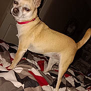 Coco joined the competition — help win amazing prizes! bed, bedroom, blanket, chihuahua, close_up, collar, dog, domestic_animal, ears, flash, indoor, night, paw, pet, red_collar, rumpled_bed, standing, tail, tan_fur, whiskers