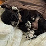 puppy, sleeping, black_and_white, blanket, cozy, fur, paw, bed, indoor, rest, cute, animal, pet, soft, relaxation, domestic, canine, fur_texture, home, comfort
