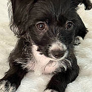 Boba joined the competition — help win amazing prizes! puppy, dog, black_and_white, fur, cute, pet, animal, young, lying_down, blanket, soft, close_up, whiskers, ears, paw, nose, indoor, adorable, mammal, resting