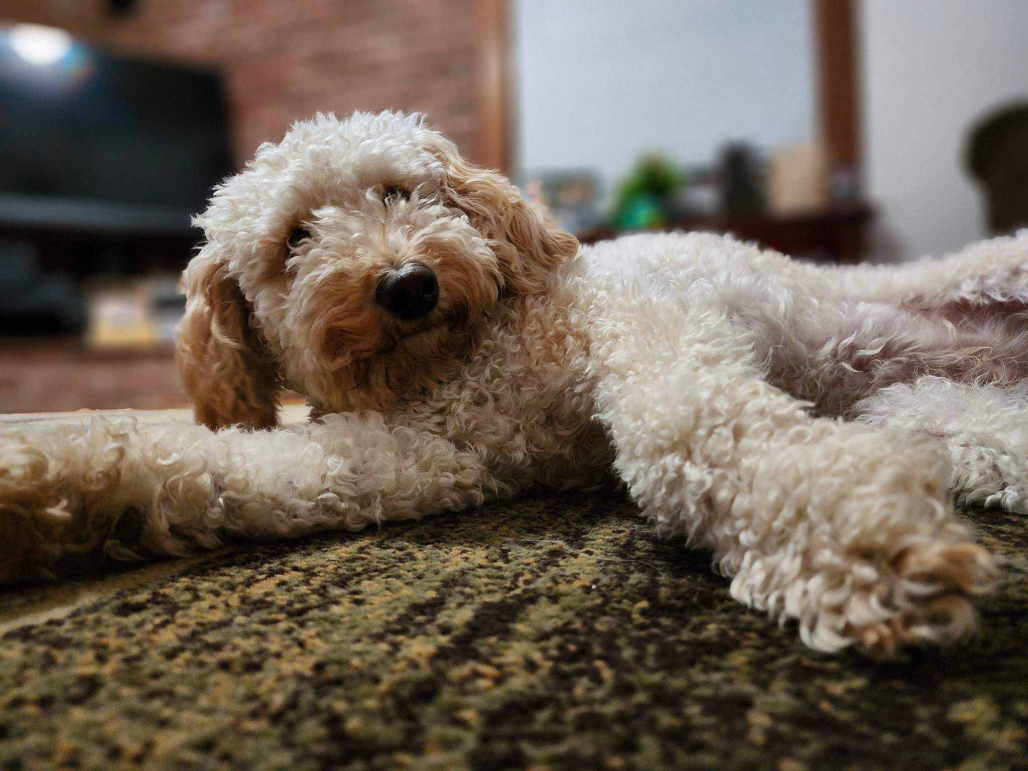 Iris is registered to the contest to win money with this photo: canidae, carnivore, companion_dog, dog, dog_breed, dog_collar, fawn, fur, labradoodle, pet_supply, poodle, poodle_crossbreed, small_terrier, snout, sporting_group, terrier, toy_dog, water_dog, wood, working_animal