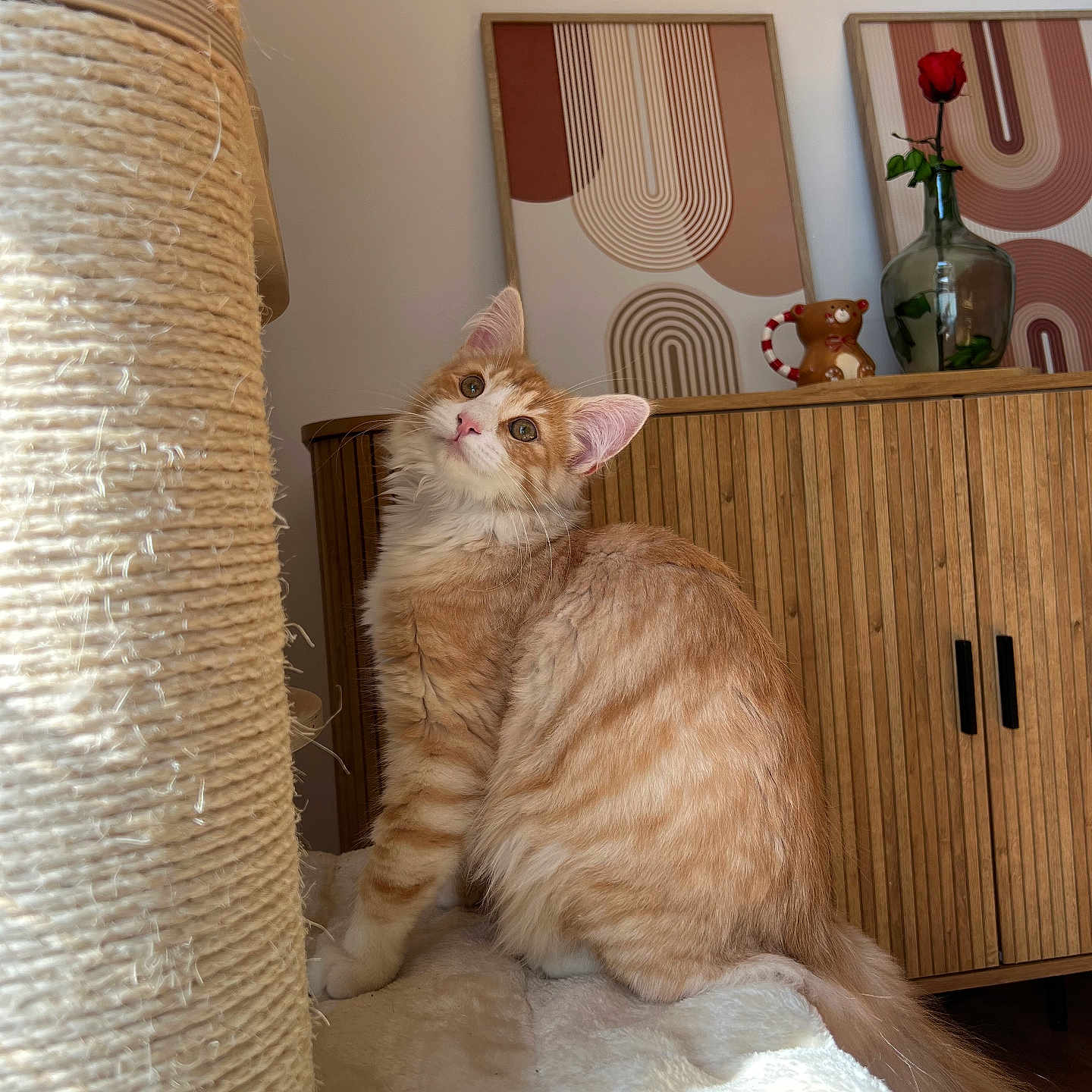 Zehlia participe au concours pour gagner de l'argent avec cette photo : animal, architecture, building, cabinet, cat, closet, cupboard, drawer, furniture, hardwood, indoors, interiordesign, livingroom, manx, pet, plywood, room, shelf, sideboard, wood