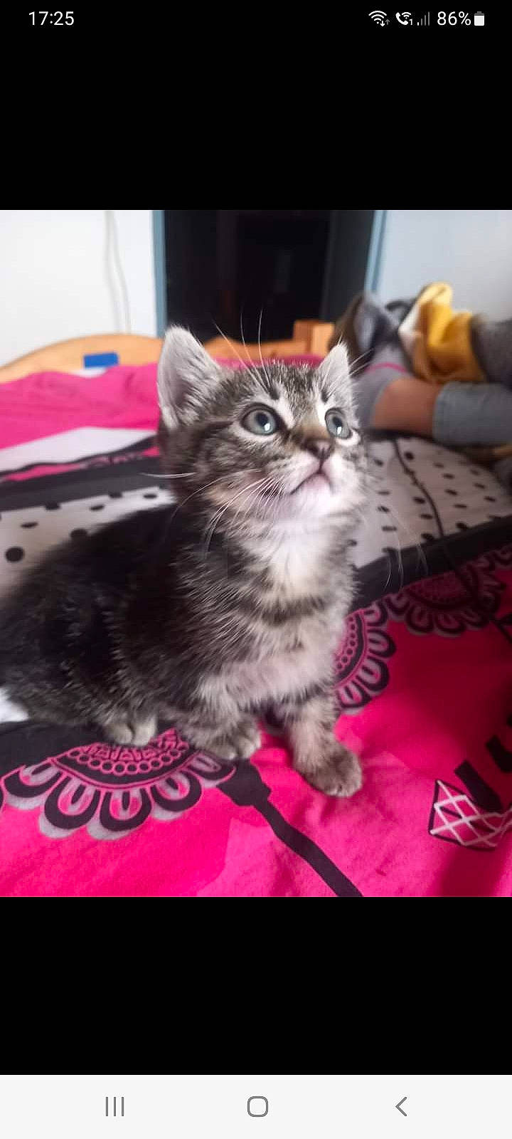 Anina participe au concours pour gagner de l'argent avec cette photo : carnivore, cat, cat_supply, cat_toy, comfort, domestic_short_haired_cat, felidae, fur, holiday, magenta, paw, photo_caption, pink, rectangle, sitting, small_to_medium_sized_cats, whiskers