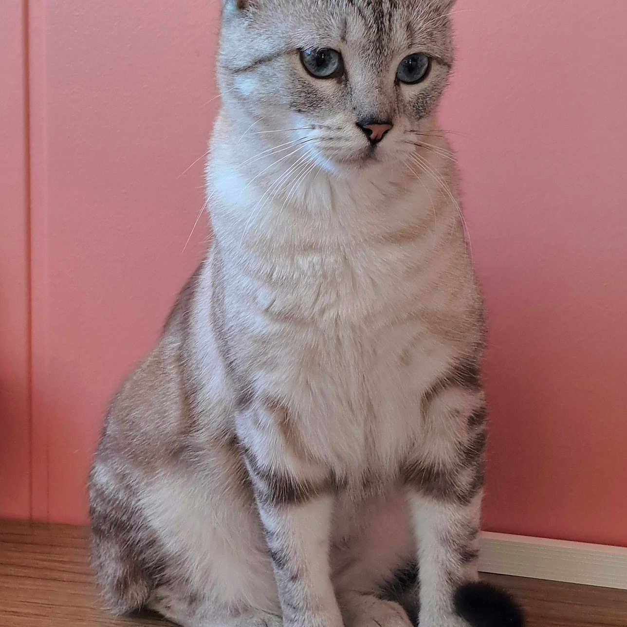 Claudine Lieffring participe au concours pour gagner de l'argent avec cette photo : calm, cat, closeup, cute, domestic_animal, ears, feline, fur, indoor, mammal, paws, pet, pink_wall, portrait, sitting, striped, tail, thoughtful, whiskers, wooden_surface