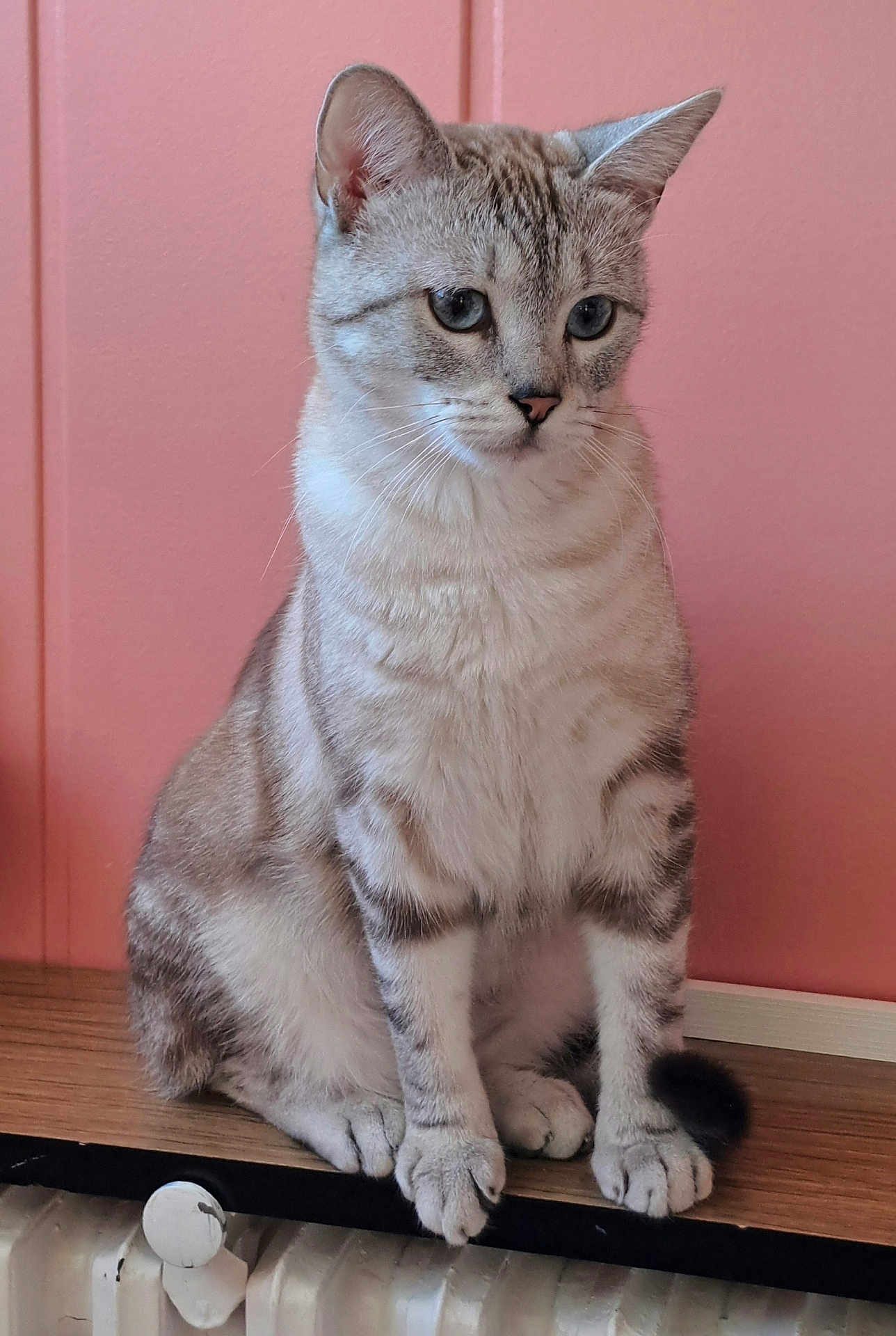 Claudine Lieffring participe au concours pour gagner de l'argent avec cette photo : calm, cat, closeup, cute, domestic_animal, ears, feline, fur, indoor, mammal, paws, pet, pink_wall, portrait, sitting, striped, tail, thoughtful, whiskers, wooden_surface