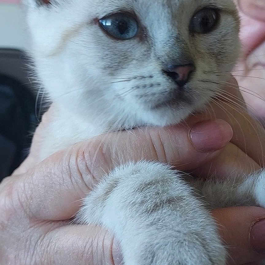 Chanel participe au concours pour gagner de l'argent avec cette photo : accessories, ammunition, animal, bodypart, cat, face, finger, grenade, hand, head, jewelry, kitten, person, pet, photography, portrait, ring, siamese, silver, weapon