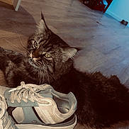 Brownie participe au concours pour gagner de l'argent avec cette photo : cat, tabby, sneakers, floor, indoor, furniture, wooden_floor, pet, animal, relaxed, shoes, cozy, home, casual, domestic, fur, whiskers, eyes, resting, background