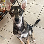 Pepito a rejoint le concours — aidez-le/la à gagner de superbes lots ! dog, indoor, tile_floor, ears, brown_fur, black_fur, white_fur, sitting, looking_at_camera, table, cup, bottle, slippers, blanket, furniture, tail, floor, pet, domestic_animal, curious