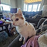 cat, kitten, fluffy, white_and_orange, pet, animal, sitting, portrait, close_up, whiskers, ears, eyes, indoors, living_room, couch, blanket, cushion, coffee_table, window, sunlight
